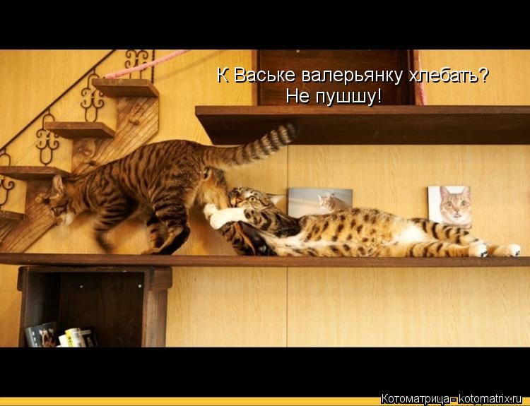 К Ваське валерьянку хлебать? Не пушшу!... Котоматрица: К Ваське валерьянку хлебать? Не пушшу!