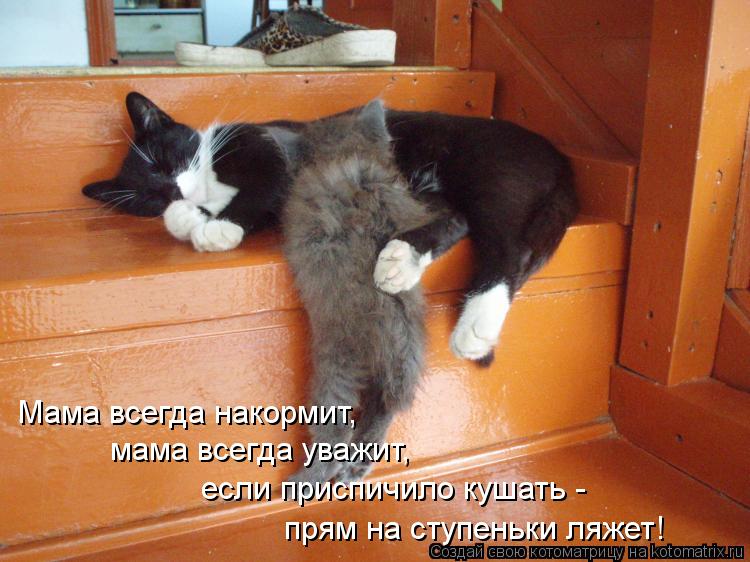 Мама всегда накормит, мама всегда уважит, если приспичило кушать - прям на ступеньки ляжет!... Котоматрица: Мама всегда накормит, мама всегда уважит, если приспичило кушать - прям на ступеньки ляжет!