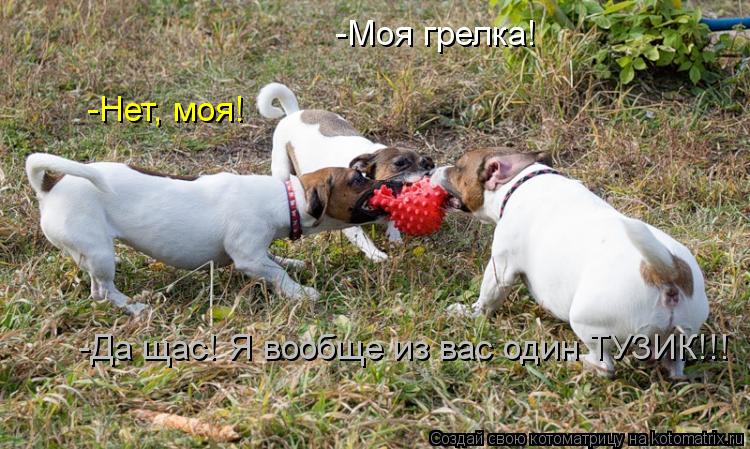 -Моя грелка! -Нет, моя! -Да щас! Я вообще из вас один ТУЗИК!!!... Котоматрица: -Моя грелка! -Нет, моя! -Да щас! Я вообще из вас один ТУЗИК!!!