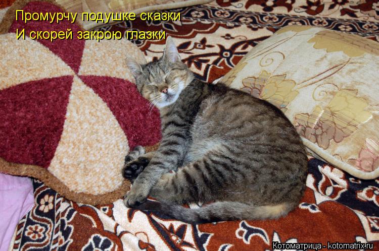 Промурчу подушке сказки И скорей закрою глазки... Котоматрица: Промурчу подушке сказки И скорей закрою глазки