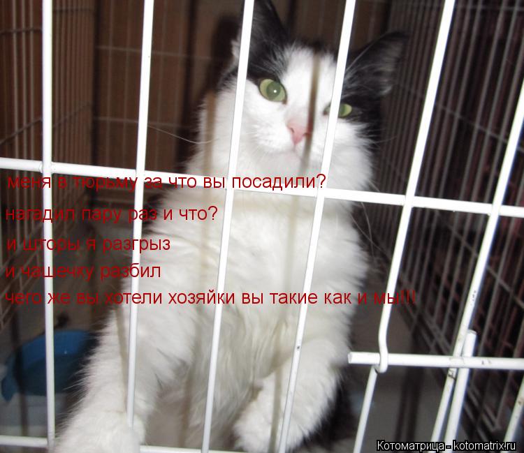нагадил пару раз и что? меня в тюрьму за что вы посадили? и шторы я разгрыз и чашечку разбил чего же ... Котоматрица: нагадил пару раз и что? меня в тюрьму за что вы посадили? и шторы я разгрыз и чашечку разбил чего же вы хотели хозяйки вы такие как и мы!!!