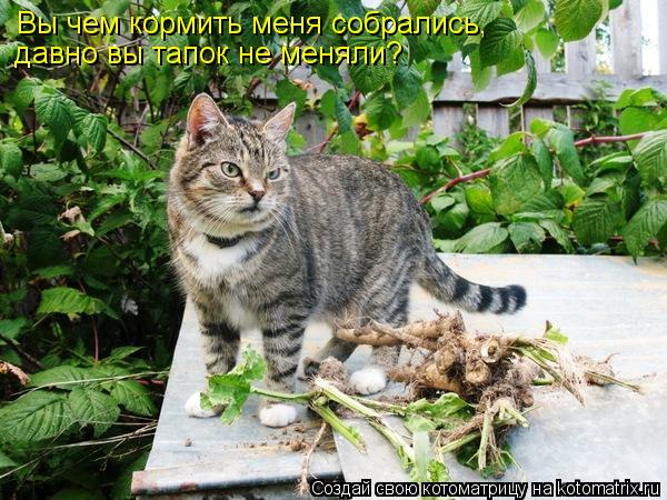 Вы чем кормить меня собрались, давно вы тапок не меняли?... Котоматрица: Вы чем кормить меня собрались, давно вы тапок не меняли?