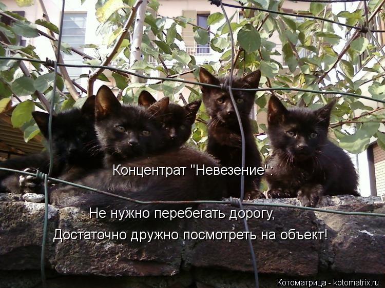 Концентрат "Невезение": Не нужно перебегать дорогу, Достаточно дружно посмотреть на объект!... Котоматрица: Концентрат "Невезение": Не нужно перебегать дорогу, Достаточно дружно посмотреть на объект!