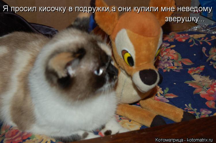Я просил кисочку в подружки,а они купили мне неведому зверушку...... Котоматрица: Я просил кисочку в подружки,а они купили мне неведому зверушку...