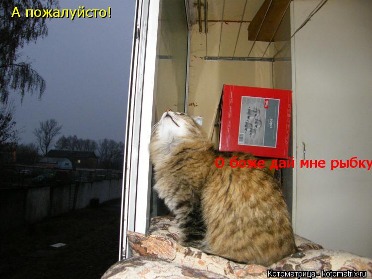 А пожалуйсто! О боже дай мне рыбку О боже дай мне рыбку... Котоматрица: А пожалуйсто! О боже дай мне рыбку О боже дай мне рыбку