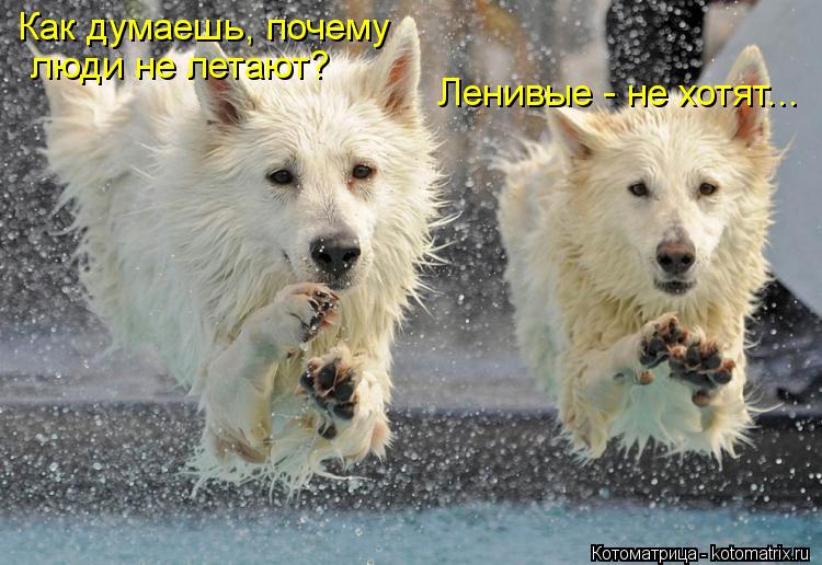 Как думаешь, почему люди не летают? Ленивые - не хотят...... Котоматрица: Как думаешь, почему люди не летают? Ленивые - не хотят...