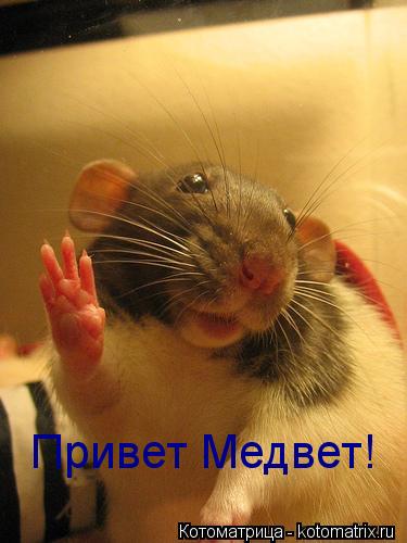 Привет Медвет!... Котоматрица: Привет Медвет!