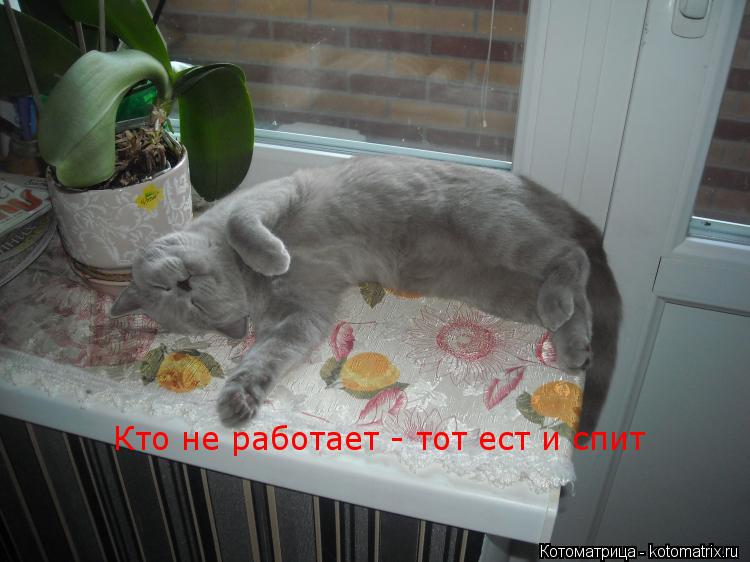 Кто не работает - тот ест и спит... Котоматрица: Кто не работает - тот ест и спит