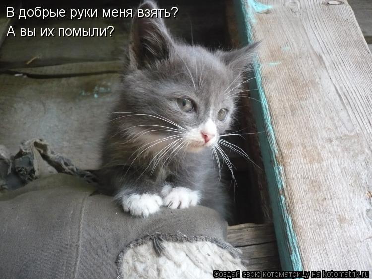 В добрые руки меня взять? А вы их помыли?... Котоматрица: В добрые руки меня взять? А вы их помыли?
