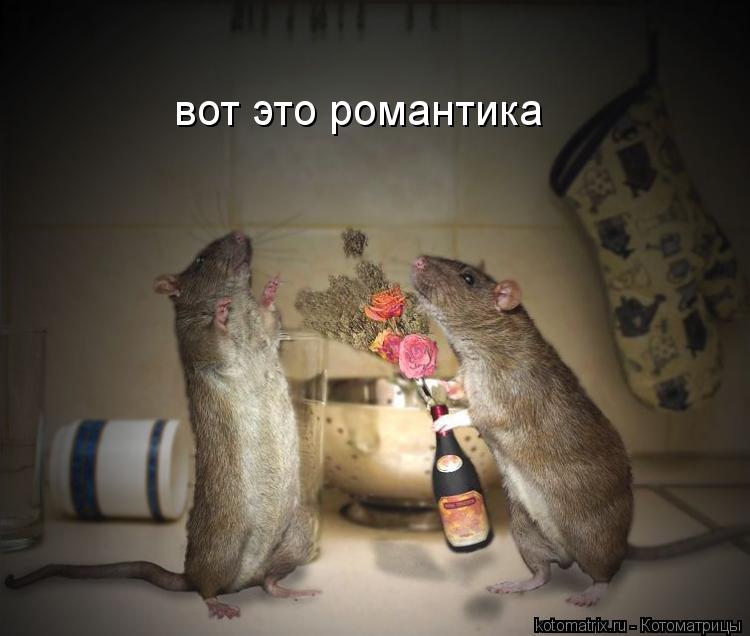 вот это романтика... Котоматрица: вот это романтика