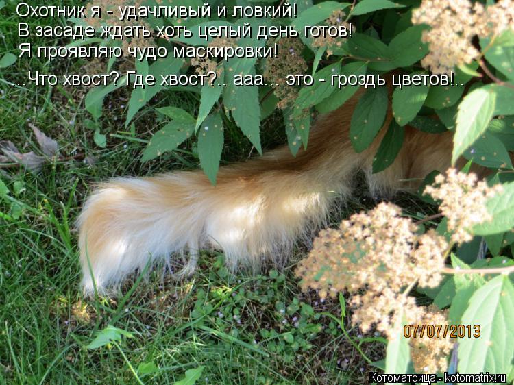 Охотник я - удачливый и ловкий! В засаде ждать хоть целый день готов! Я проявляю чудо маскировки! ...... Котоматрица: Охотник я - удачливый и ловкий! В засаде ждать хоть целый день готов! Я проявляю чудо маскировки! ...Что хвост? Где хвост?.. ааа... это - гроздь цв