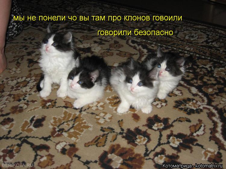 мы не понели чо вы там про клонов говоили говорили безопасно... Котоматрица: мы не понели чо вы там про клонов говоили говорили безопасно