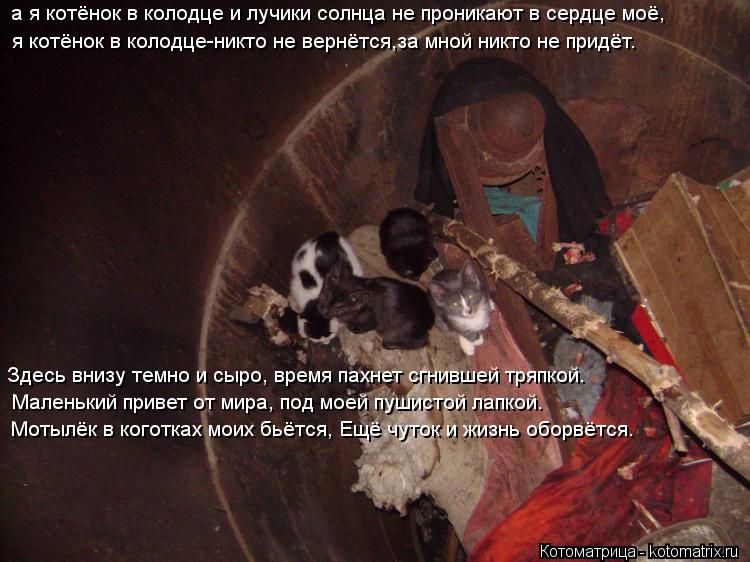 а я котёнок в колодце и лучики солнца не проникают в сердце моё, я котёнок в колодце-никто не вернётс... Котоматрица: а я котёнок в колодце и лучики солнца не проникают в сердце моё, я котёнок в колодце-никто не вернётся,за мной никто не придёт. Здесь внизу те