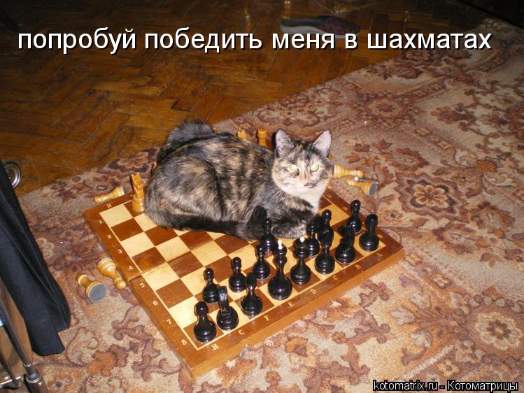попробуй победить меня в шахматах... Котоматрица: попробуй победить меня в шахматах