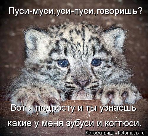 Пуси-муси,уси-пуси,говоришь? Вот я подросту и ты узнаешь какие у меня зубуси и когтюси.... Котоматрица: Пуси-муси,уси-пуси,говоришь? Вот я подросту и ты узнаешь какие у меня зубуси и когтюси.