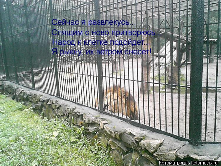 Сейчас я развлекусь... Спящим с ново притворюсь... Народ к клетке подойдет... Я рыкну, их ветром снес... Котоматрица: Сейчас я развлекусь... Спящим с ново притворюсь... Народ к клетке подойдет... Я рыкну, их ветром снесет!