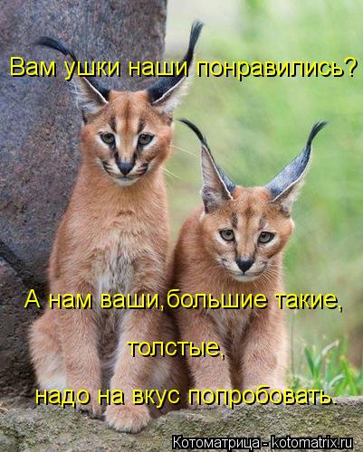 Вам ушки наши понравились? А нам ваши,большие такие, толстые, надо на вкус попробовать.... Котоматрица: Вам ушки наши понравились? А нам ваши,большие такие, толстые, надо на вкус попробовать.