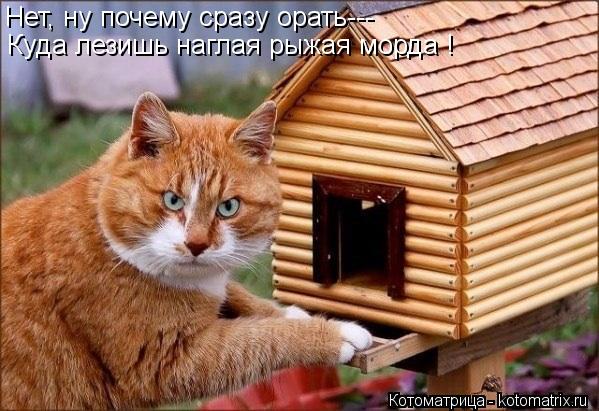 Нет, ну почему сразу орать--- Куда лезишь наглая рыжая морда !... Котоматрица: Нет, ну почему сразу орать--- Куда лезишь наглая рыжая морда !