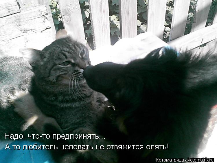 Надо, что-то предпринять... А то любитель целовать не отвяжится опять!... Котоматрица: Надо, что-то предпринять... А то любитель целовать не отвяжится опять!