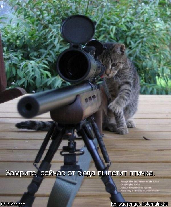 Замрите, сейчас от сюда вылетит птичка.... Котоматрица: Замрите, сейчас от сюда вылетит птичка.