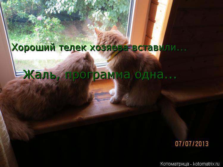 Хороший телек хозяева вставили... Жаль, программа одна...... Котоматрица: Хороший телек хозяева вставили... Жаль, программа одна...