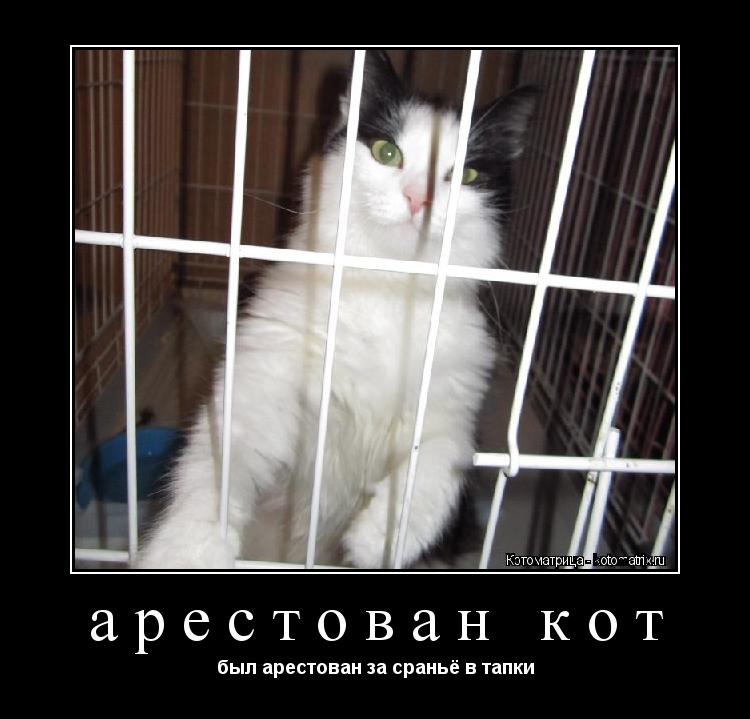 арестован кот был арестован за сраньё в тапки... Котоматрица: арестован кот был арестован за сраньё в тапки