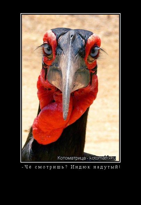 -Чё смотришь? Индюк надутый! ... Котоматрица: -Чё смотришь? Индюк надутый!