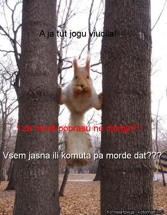 Котоматрица: A ja tut jogu viucila! I za hvost poprasu ne djorgat!!! Vsem jasna ili komuta pa morde dat???