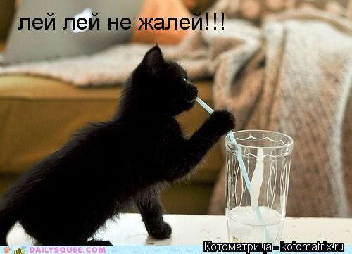 лей лей не жалей!!!... Котоматрица: лей лей не жалей!!!