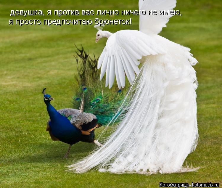 Котоматрица: девушка, я против вас лично ничего не имею, я просто предпочитаю брюнеток!