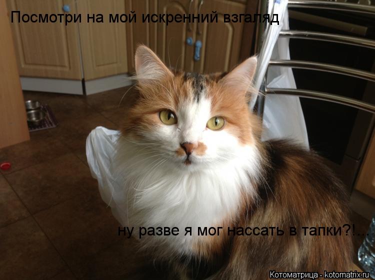 Посмотри на мой искренний взгаляд ну разве я мог нассать в тапки?!...... Котоматрица: Посмотри на мой искренний взгаляд ну разве я мог нассать в тапки?!...