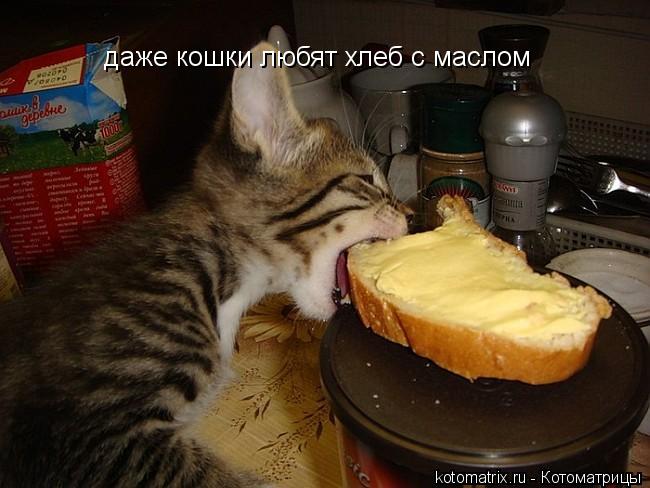 даже кошки любят хлеб с маслом... Котоматрица: даже кошки любят хлеб с маслом