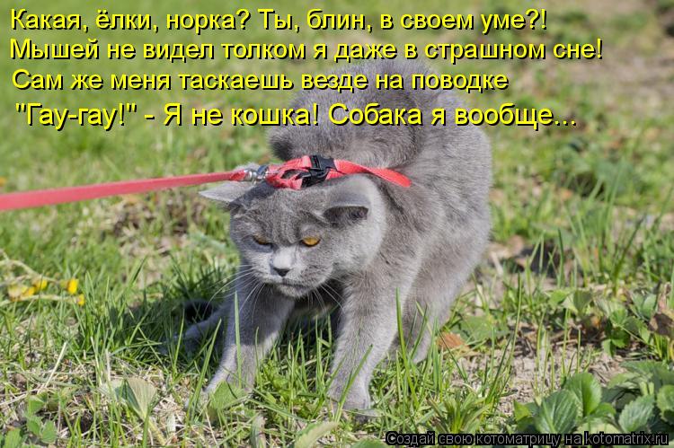 Какая, ёлки, норка? Ты, блин, в своем уме?! Мышей не видел толком я даже в страшном сне! Сам же меня ... Котоматрица: Какая, ёлки, норка? Ты, блин, в своем уме?! Мышей не видел толком я даже в страшном сне! Сам же меня таскаешь везде на поводке "Гау-гау!" - Я не кош