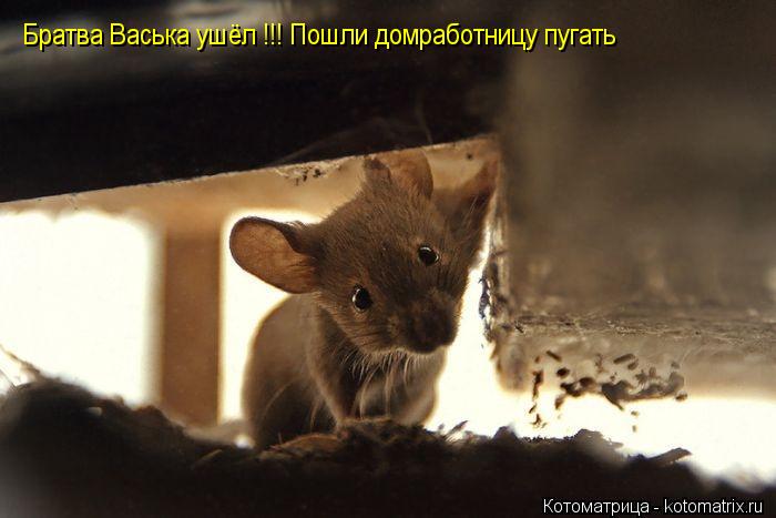 Братва Васька ушёл !!! Пошли домработницу пугать... Котоматрица: Братва Васька ушёл !!! Пошли домработницу пугать