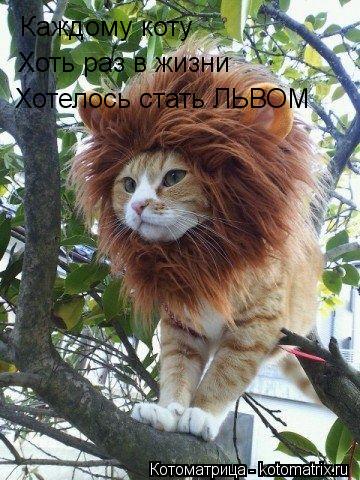 Каждому коту Хоть раз в жизни Хотелось стать ЛЬВОМ... Котоматрица: Каждому коту Хоть раз в жизни Хотелось стать ЛЬВОМ