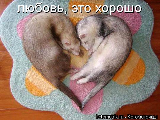 Котоматрица: любовь, это хорошо