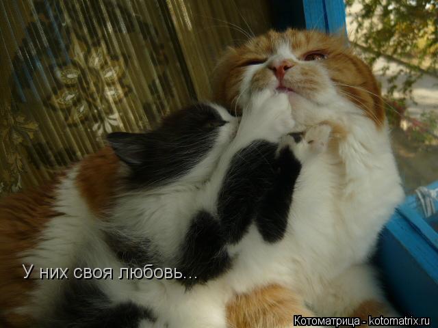 У них своя любовь...... Котоматрица: У них своя любовь...