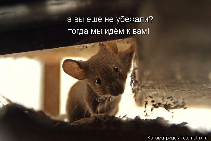 а вы ещё не убежали? тогда мы идём к вам!... Котоматрица: а вы ещё не убежали? тогда мы идём к вам!