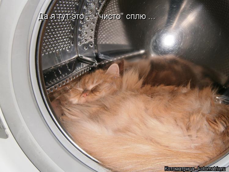 Да я тут это ... "чисто" сплю ...... Котоматрица: Да я тут это ... "чисто" сплю ...