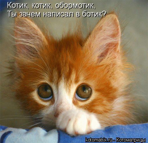 Котик, котик, обормотик, Ты зачем написал в ботик?... Котоматрица: Котик, котик, обормотик, Ты зачем написал в ботик?