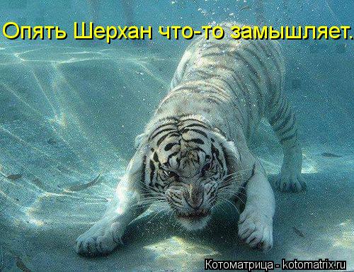 Опять Шерхан что-то замышляет.... Котоматрица: Опять Шерхан что-то замышляет.