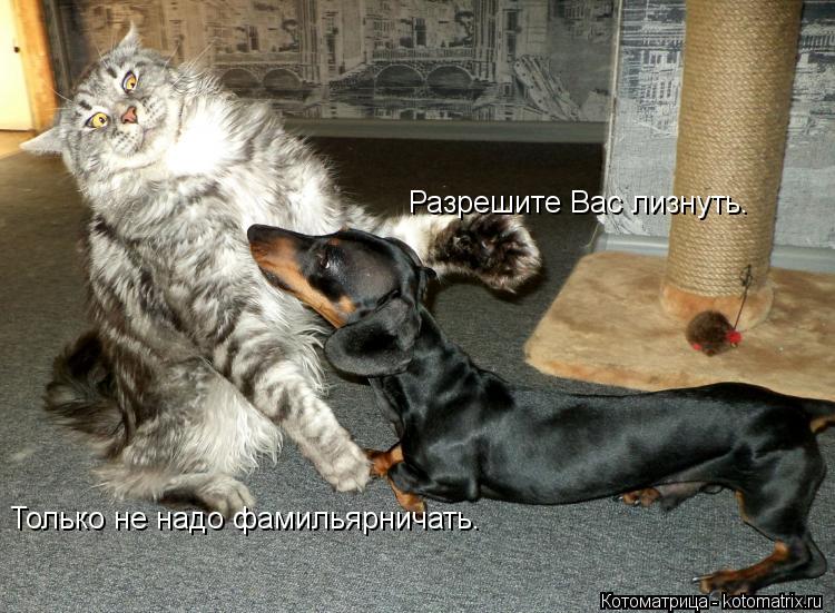 Котоматрица: Разрешите Вас лизнуть. Только не надо фамильярничать.