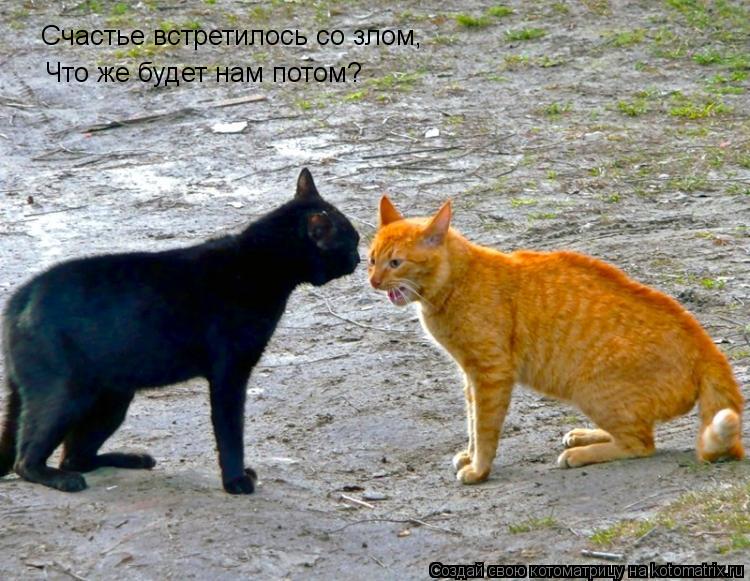 Котоматрица: Что же будет нам потом? Счастье встретилось со злом,