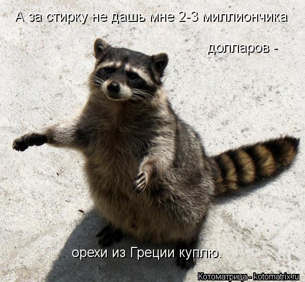 Котоматрица: А за стирку не дашь мне 2-3 миллиончика  долларов - орехи из Греции куплю.