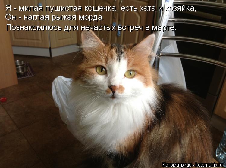 Я - милая пушистая кошечка, есть хата и хозяйка, Он - наглая рыжая морда Познакомлюсь для нечастых вс... Котоматрица: Я - милая пушистая кошечка, есть хата и хозяйка, Он - наглая рыжая морда Познакомлюсь для нечастых встреч в марте.