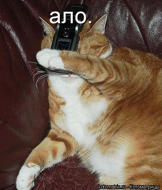 ало.... Котоматрица: ало.
