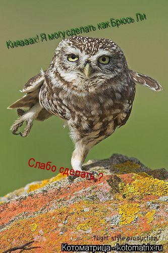 Кияааах! Я могу сделать как Брюсь Ли Слабо сделать ? Night style production... Котоматрица: Кияааах! Я могу сделать как Брюсь Ли Слабо сделать ? Night style production