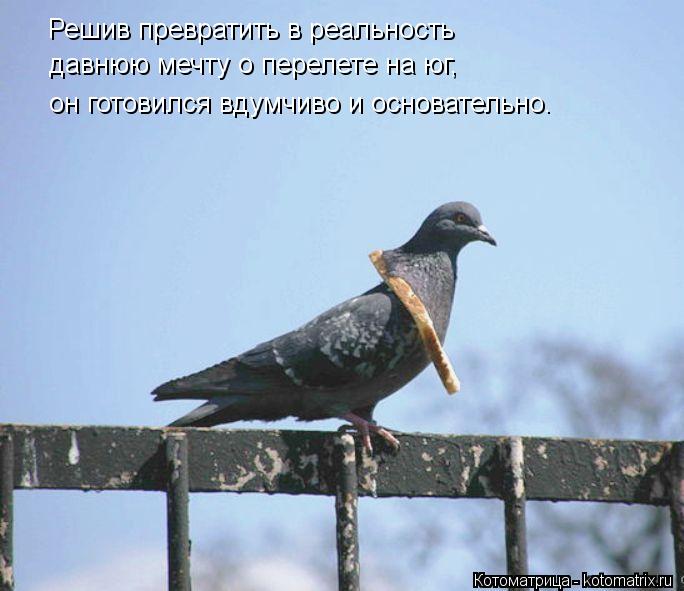 Котоматрица: Решив превратить в реальность  Решив превратить в реальность давнюю мечту о перелете на юг, он готовился вдумчиво и основательно.