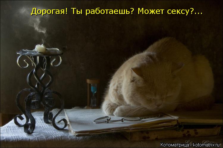 Котоматрица: Дорогая! Ты работаешь? Может сексу?...