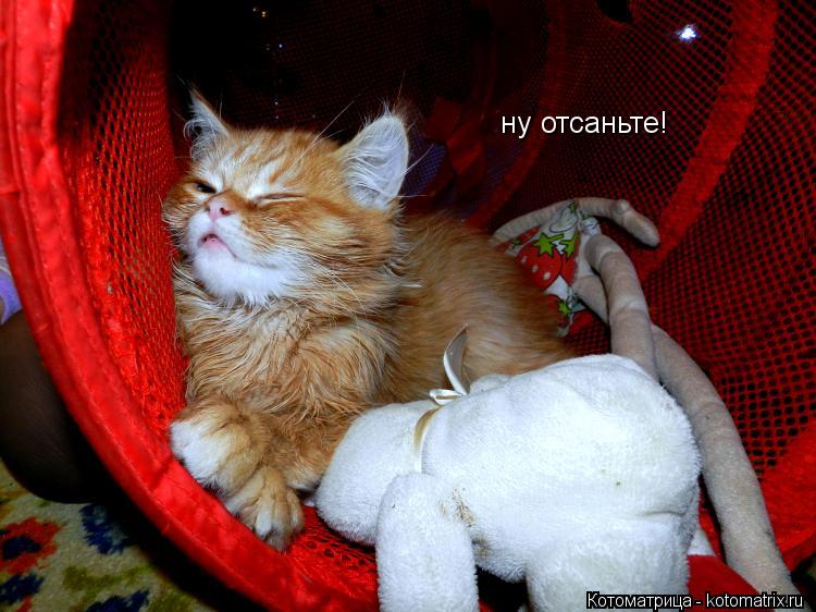 ну отсаньте!... Котоматрица: ну отсаньте!